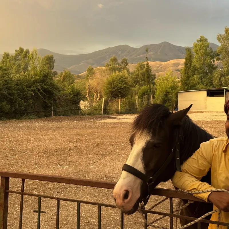 A horse at the paddock fence, with the hills behind
