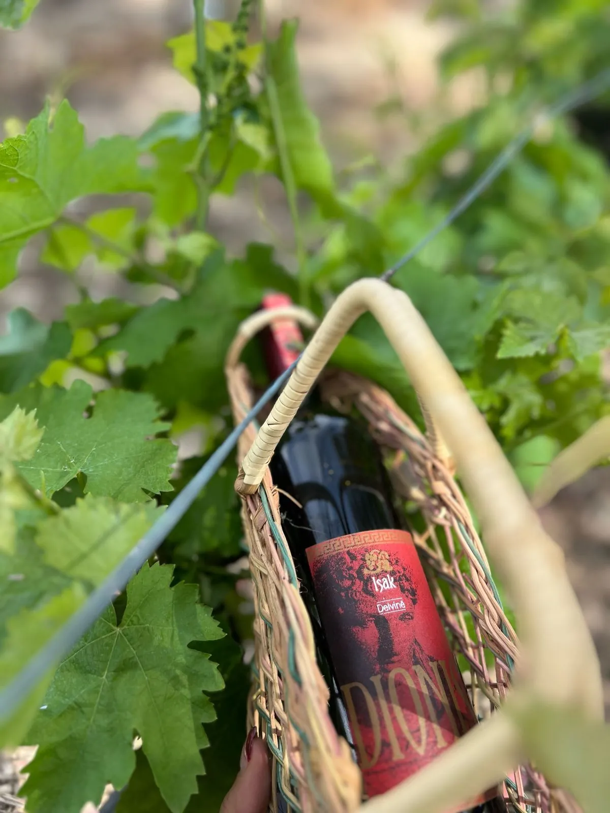 A bottle of ISAK red wine in a woven basket among the vine leaves